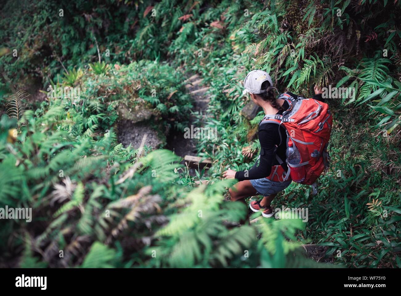 Donna trekking nella foresta Foto Stock