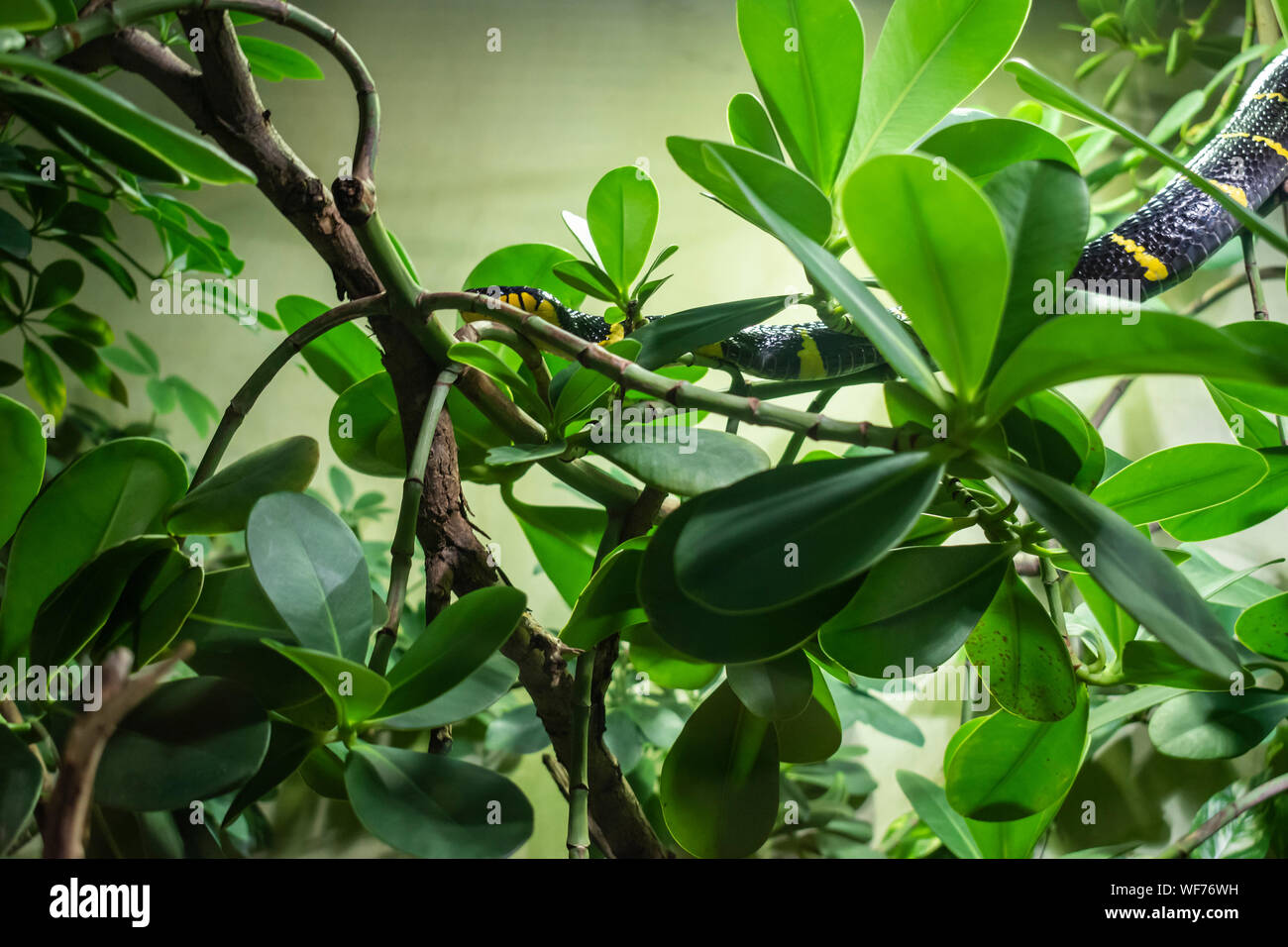 Il Mangrove snake (Boiga dendrophila) è endemica al sud-est asiatico. Foto Stock