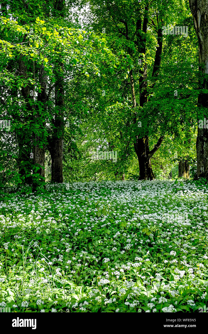 Blooming Allium ursinum sotto grandi alberi secolari Foto Stock