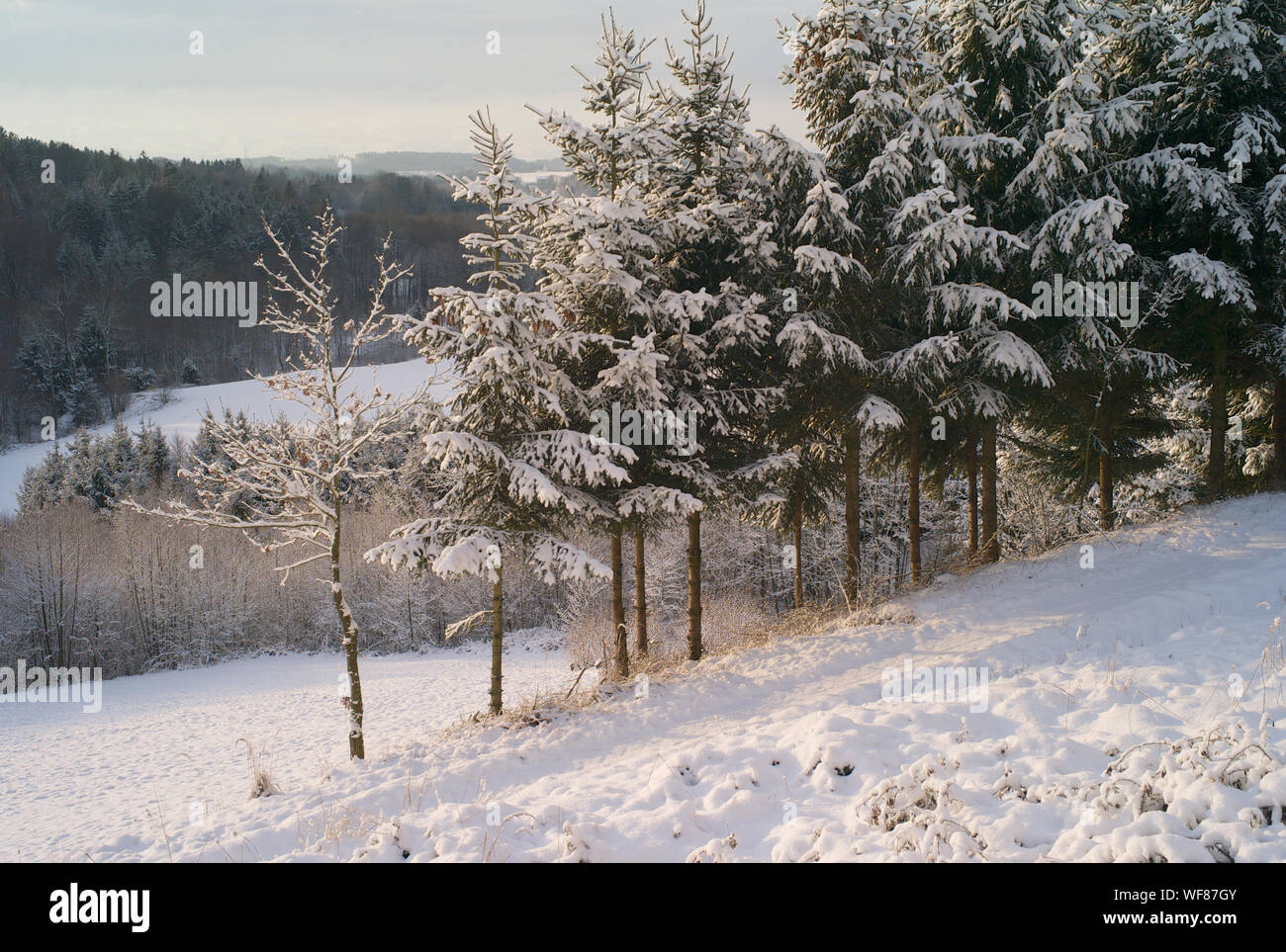 Giovani abeti in inverno, coperte di neve Foto Stock