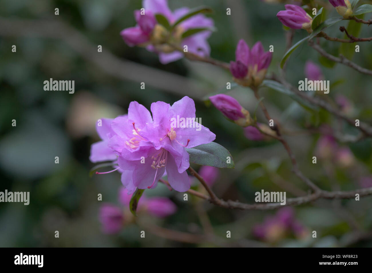 Close-up di fiore che sboccia all'aperto Foto Stock