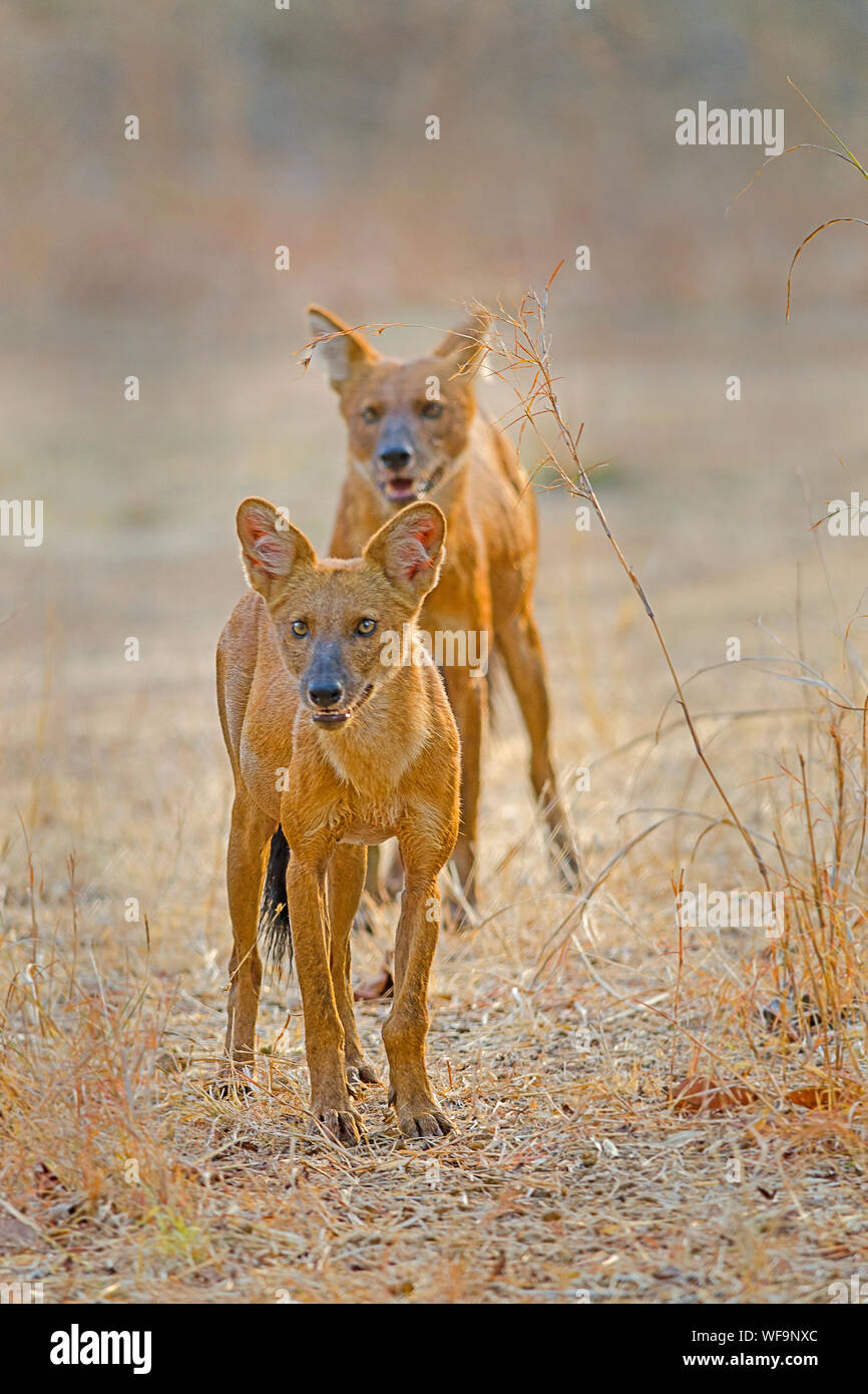 Dhole/selvatico asiatico-cane in India centrale Foto Stock
