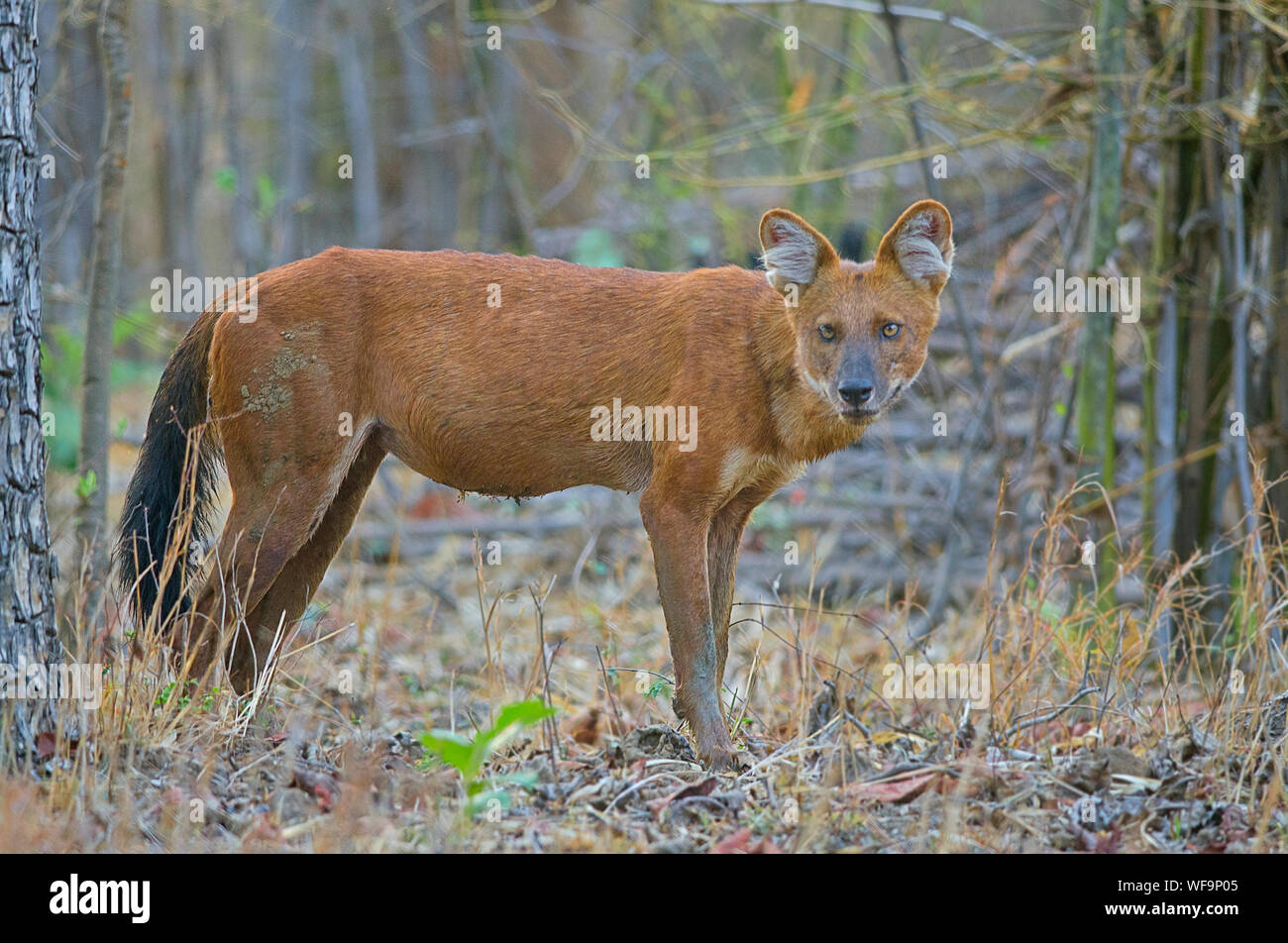 Dhole/selvatico asiatico-cane in India centrale Foto Stock