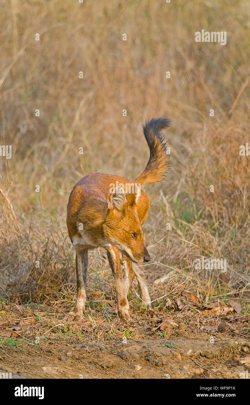 Dhole/selvatico asiatico-cane in India centrale Foto Stock