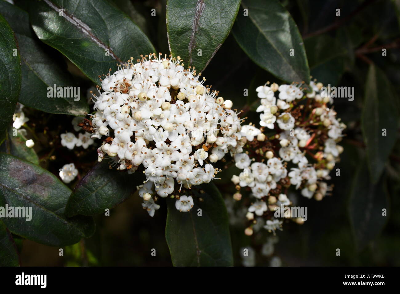 Pallon di maggio - "viburnum tinus' fiori Foto Stock