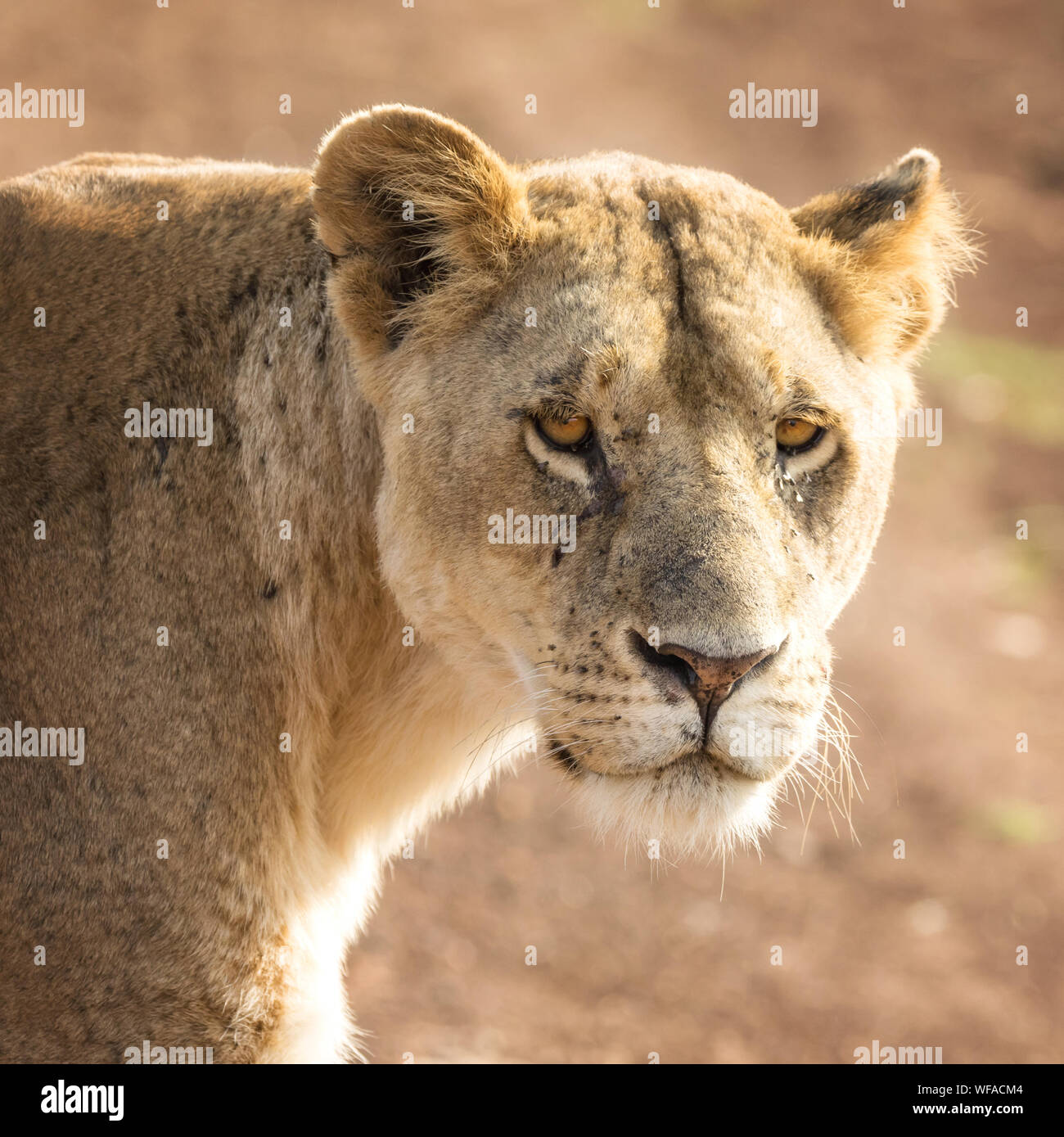 I giovani adulti leonessa in presenza di luce solare, di guardare direttamente la telecamera, il Masai Mara, Kenya. I Lions sono nati con la rosa dei nasi, e diventano nero su Foto Stock