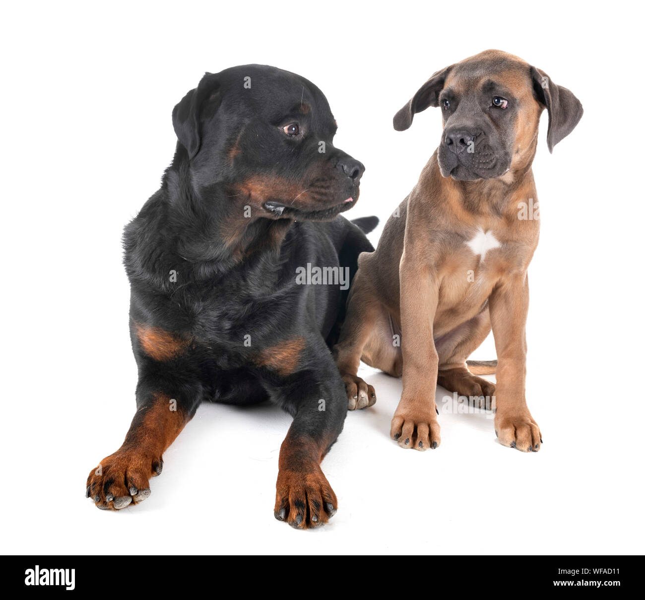 Di razza Rottweiler e cane corso di fronte a uno sfondo bianco Foto Stock