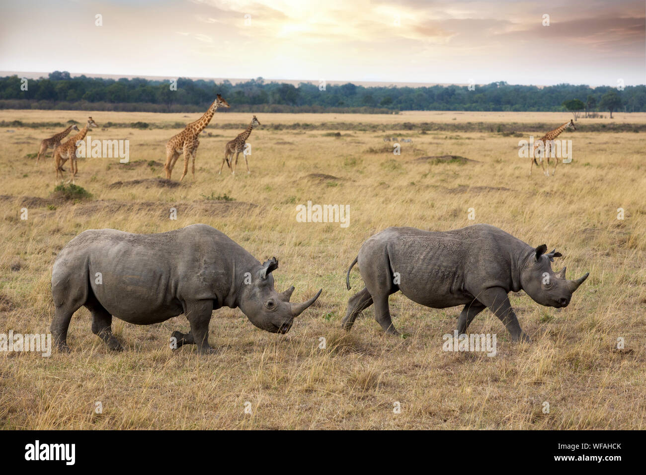 Due i rinoceronti neri e una mandria di giraffe nel Masai Mara, Kanya. Il rinoceronte nero è criticamente minacciata e a rischio di estinzione. Foto Stock