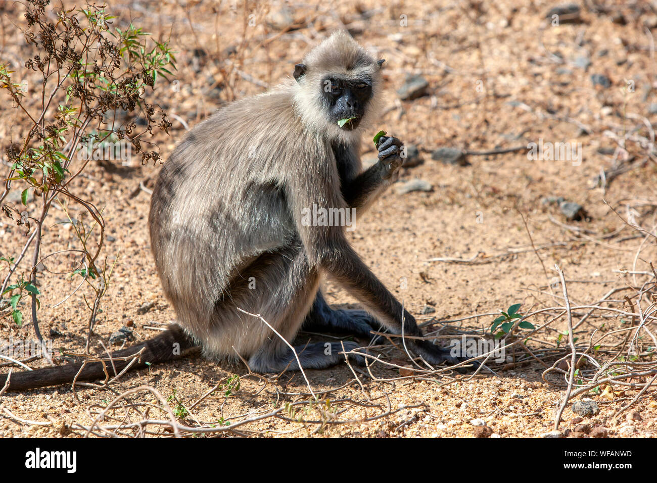 Un grigio Tufted Langur alimentare sulla vegetazione a foglia dentro il parco nazionale Yala Tissamaharama vicino nel sud dello Sri Lanka. Foto Stock