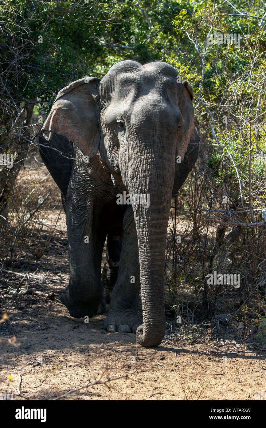Un elefante selvaggio a piedi la giungla scrub all'interno di Yala National Park. Yala è situato vicino a Tissamaharama in Sri Lanka. Foto Stock