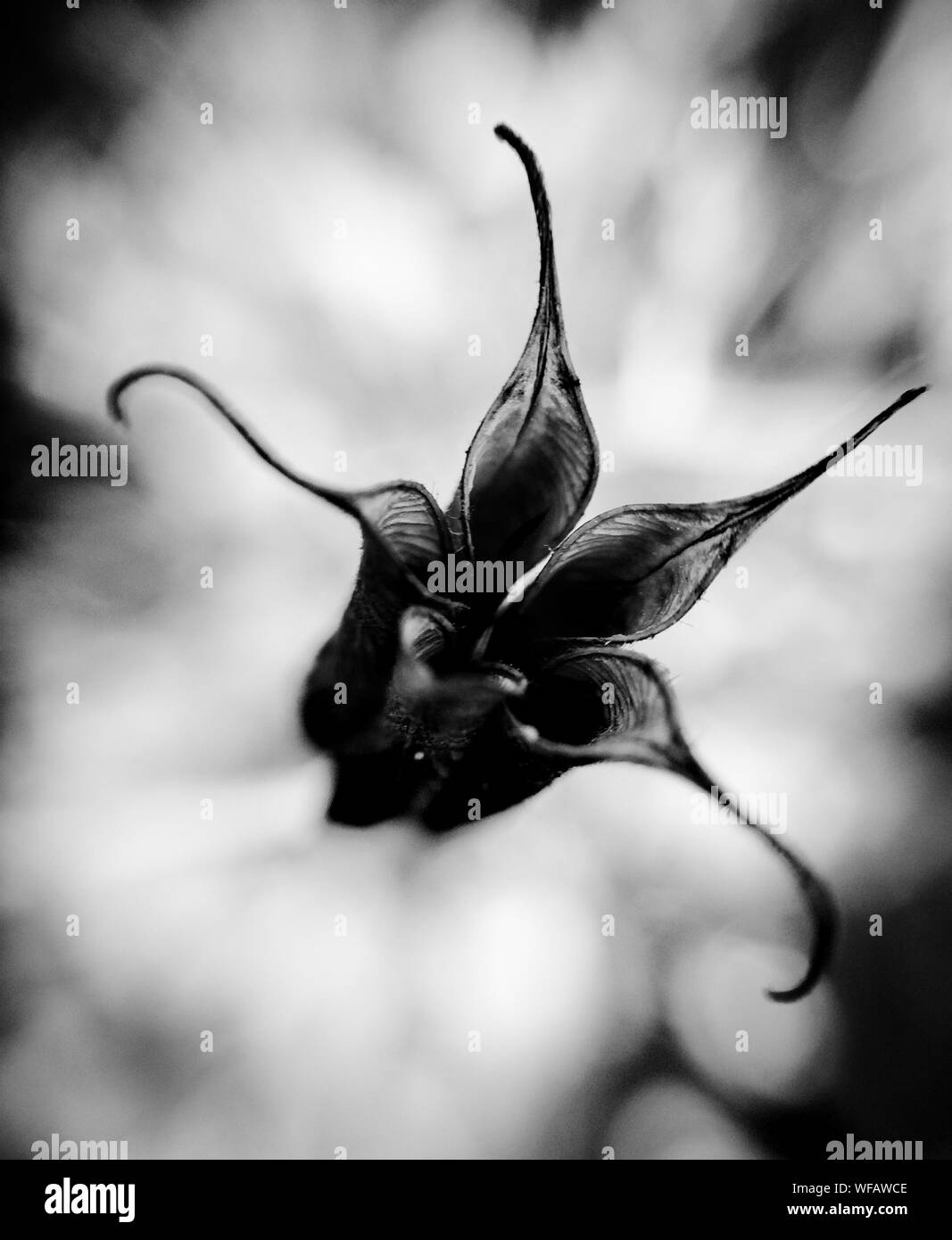Close-up di impianto Foto Stock
