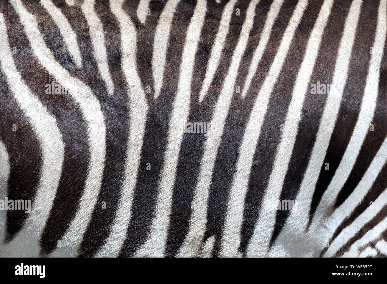 Pelle di zebra immagini e fotografie stock ad alta risoluzione - Alamy