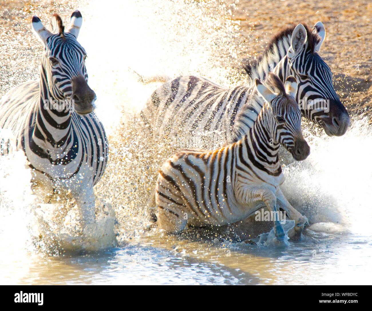Zebre in esecuzione in un fiume, parco nazionale Etosha, Namibia Foto Stock