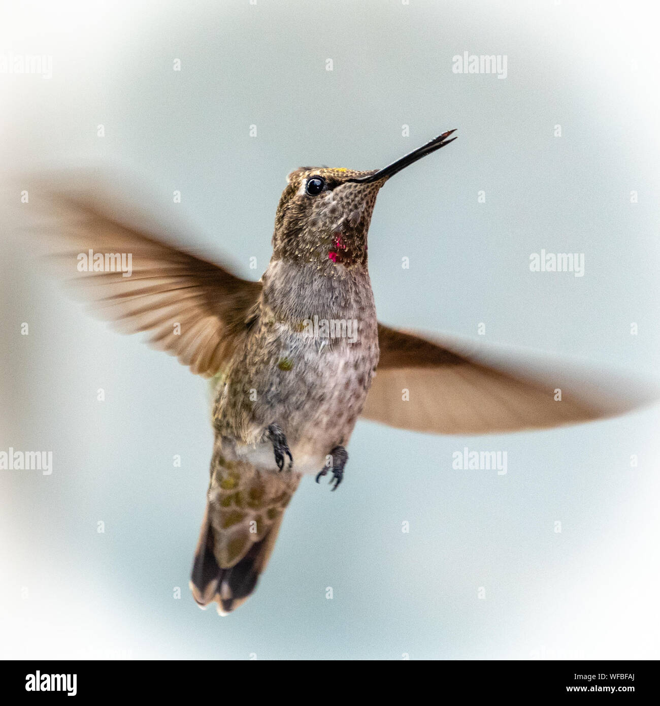 Ritratto di Anna's hummingbird in volo, Vancouver, British Columbia, Canada Foto Stock