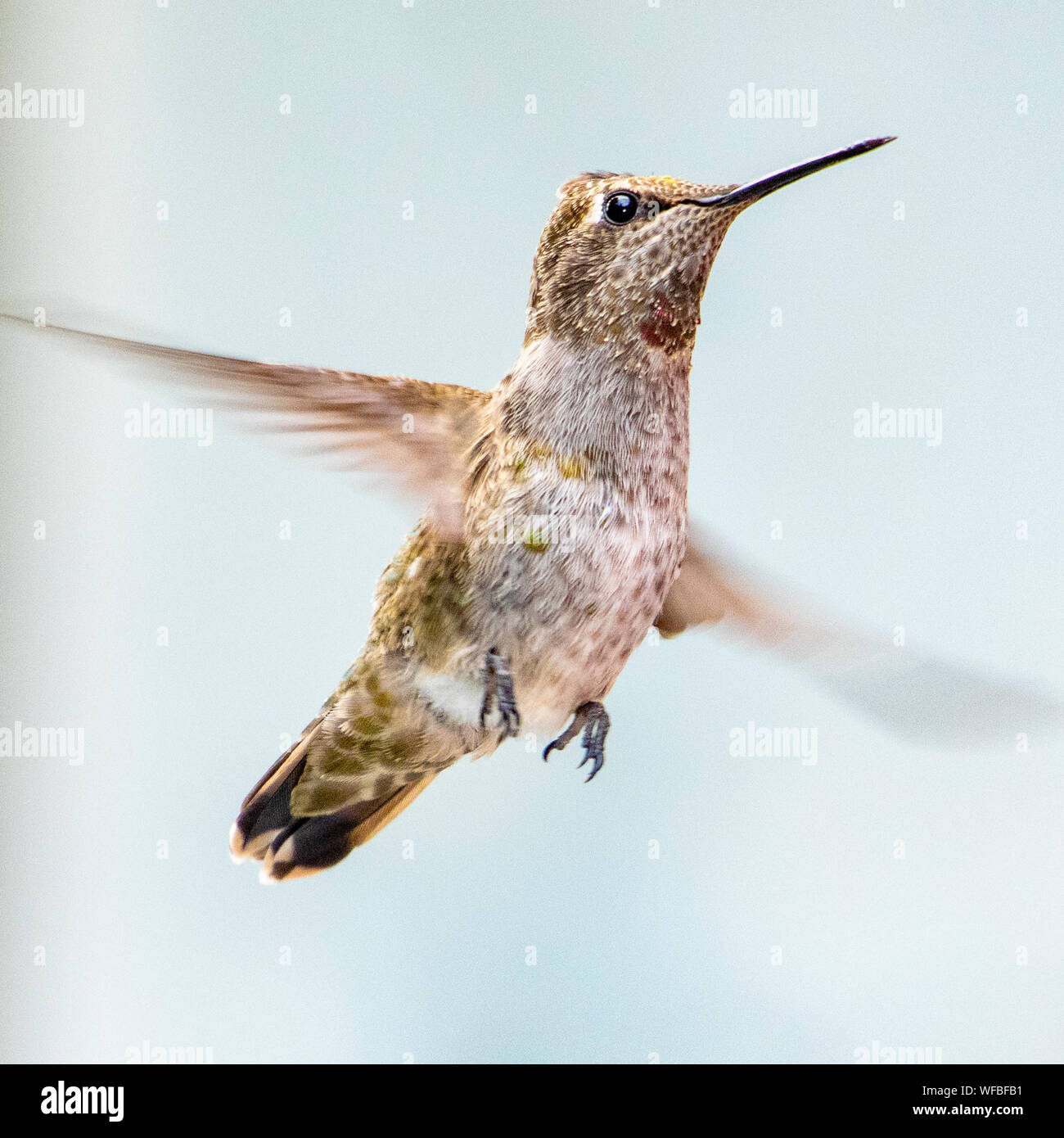 Ritratto di Anna's hummingbird in volo, Vancouver, British Columbia, Canada Foto Stock