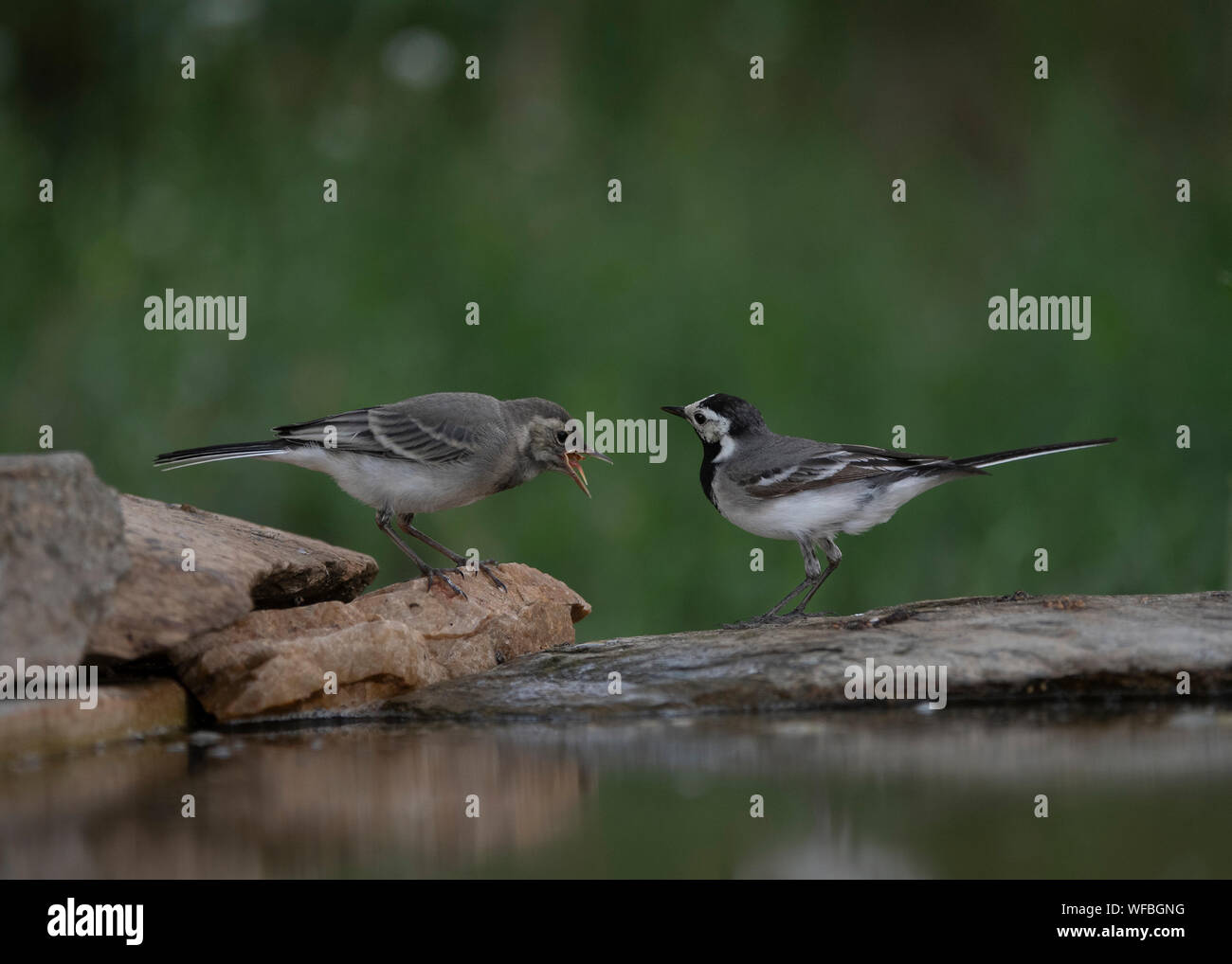 Giovani pied wagtail (Motacilla alba yarrellii) essendo alimentato da adulto, Mācin montagne, Romania Foto Stock