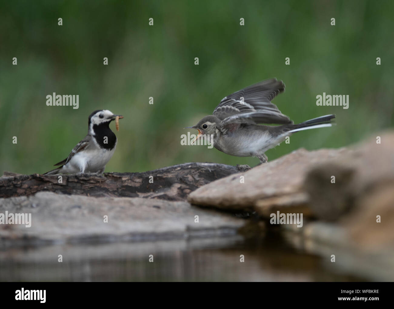 Giovani pied wagtail (Motacilla alba yarrellii) essendo alimentato da adulto, Mācin montagne, Romania Foto Stock