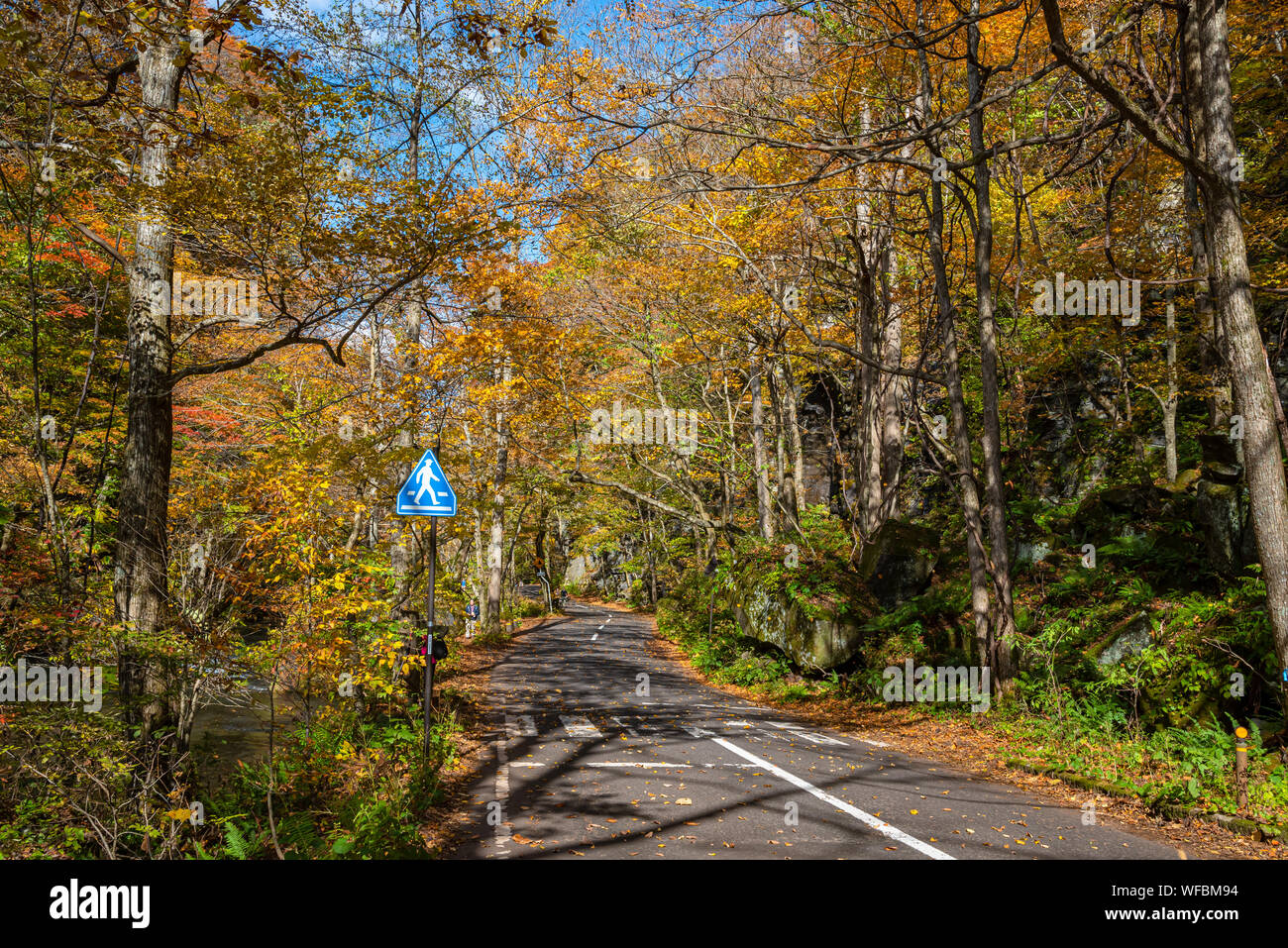 Strada asfaltata accanto al flusso Oirase, bella caduta delle foglie in scena a colori dell'autunno. Foresta, fiume che scorre, caduta foglie, rocce di muschio Foto Stock