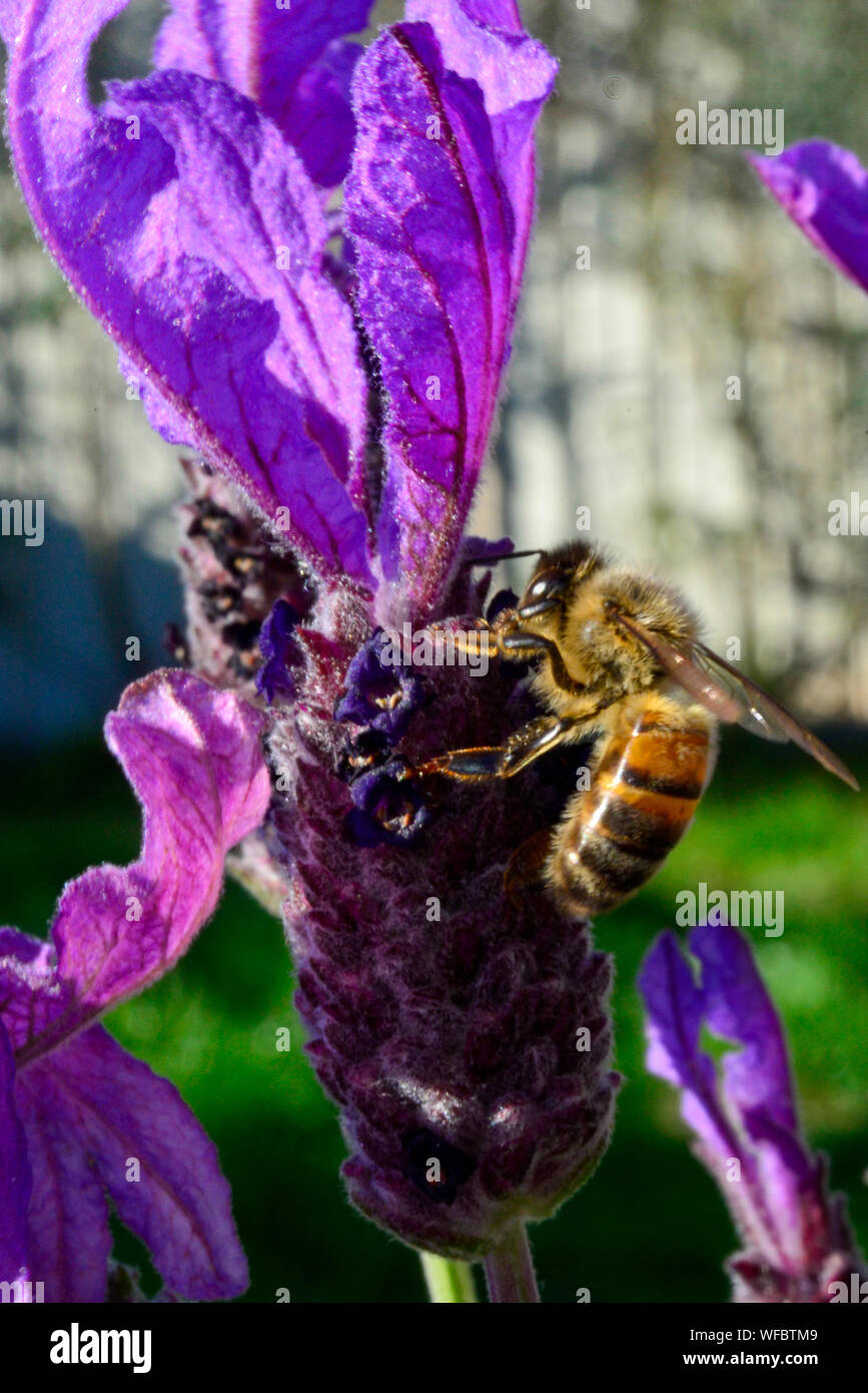 Il miele delle api alimentare per raccogliere il polline in viola e verde fiori di lavanda Foto Stock