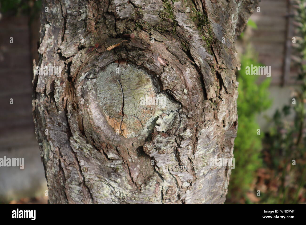 Chiusura del nodo nella corteccia del tronco di albero Foto Stock