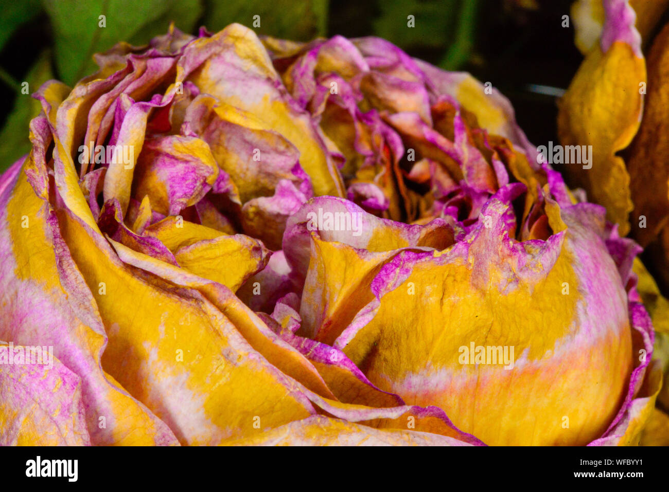Secchi e rosa rosa gialla da vicino con foglie verdi in background Foto Stock