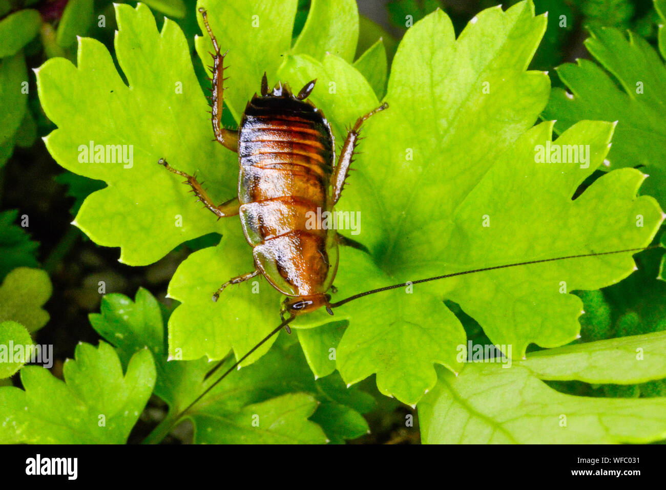 Tedesco scarafaggio Ninfa sulla foglia verde vicino fino Foto Stock