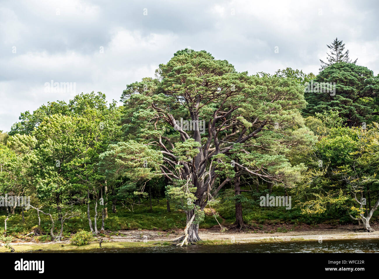 Vecchio albero sull isola nei pressi di Luss a Loch Lomond Argyll & Bute Scozia UK Foto Stock