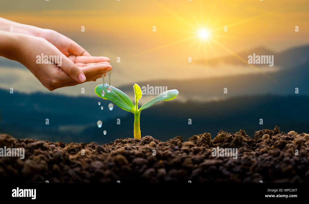 Mano impianti di irrigazione tree mountain sfondo verde femmina lato albero di trattenimento sul campo di natura foresta di erba concetto di conservazione Foto Stock