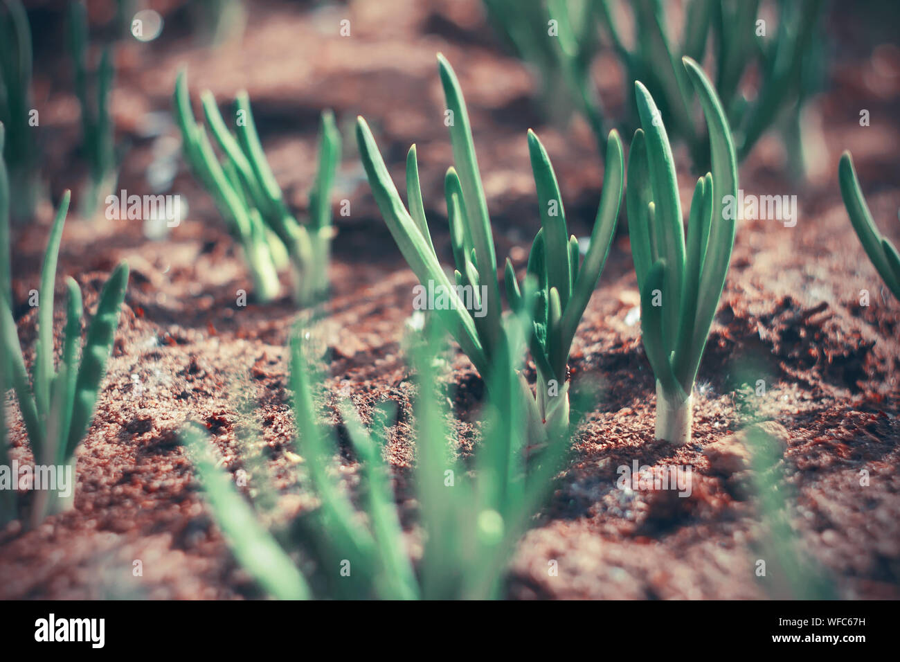 Giovani germogli di cipolla sono disegnati a luce solare, crescente al di fuori del terreno fertile. Foto Stock