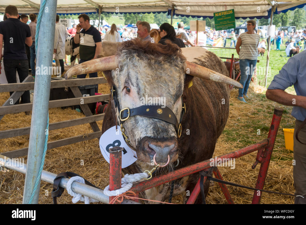 Speranza mostra su Ferragosto 2019 nel Derbyshire, Inghilterra. Bestiame all'ombra del rettangolo di selezione. Foto Stock