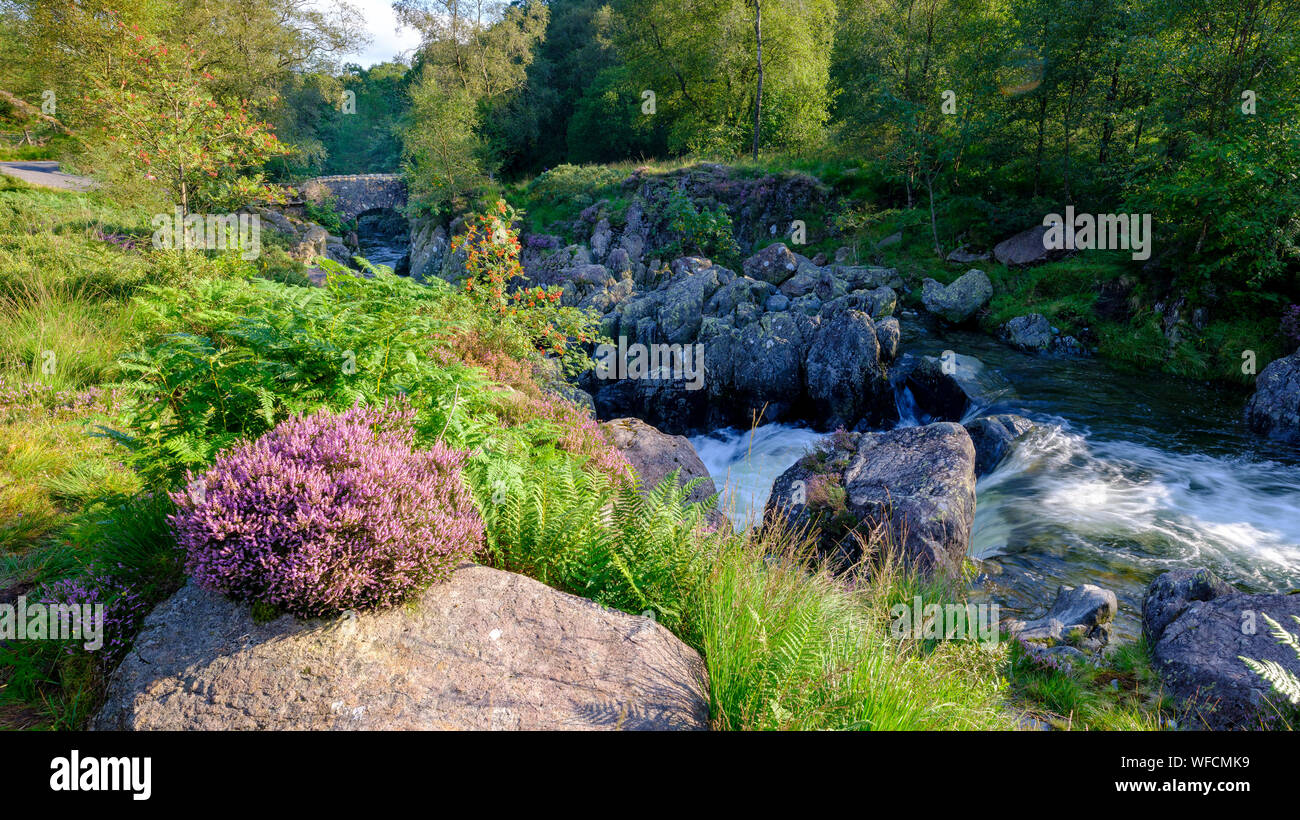Ambleside, Regno Unito - 15 AGO 2019: Infuriano acqua dopo unseasonal molto pesanti piogge in agosto passando sotto il vecchio ponte packhorse noto come Birk's Bridge Foto Stock
