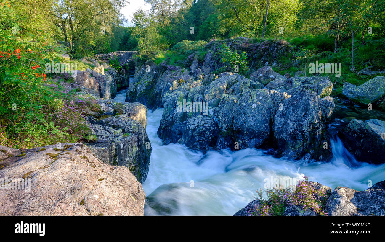 Ambleside, Regno Unito - 15 AGO 2019: Infuriano acqua dopo unseasonal molto pesanti piogge in agosto passando sotto il vecchio ponte packhorse noto come Birk's Bridge Foto Stock