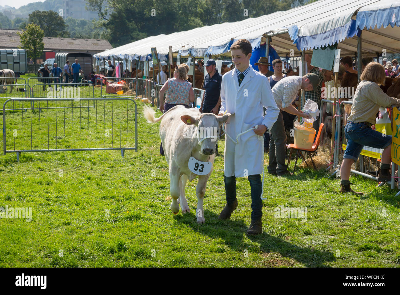 Speranza mostra su Ferragosto 2019 nel Derbyshire, Inghilterra. I giovani agricoltori che mostra i vitelli in bovini di anello. Foto Stock