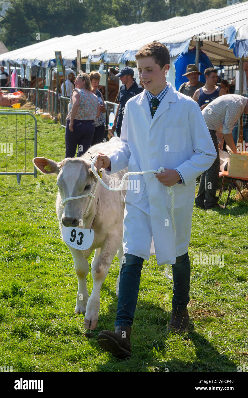 Speranza mostra su Ferragosto 2019 nel Derbyshire, Inghilterra. I giovani agricoltori che mostra i vitelli in bovini di anello. Foto Stock