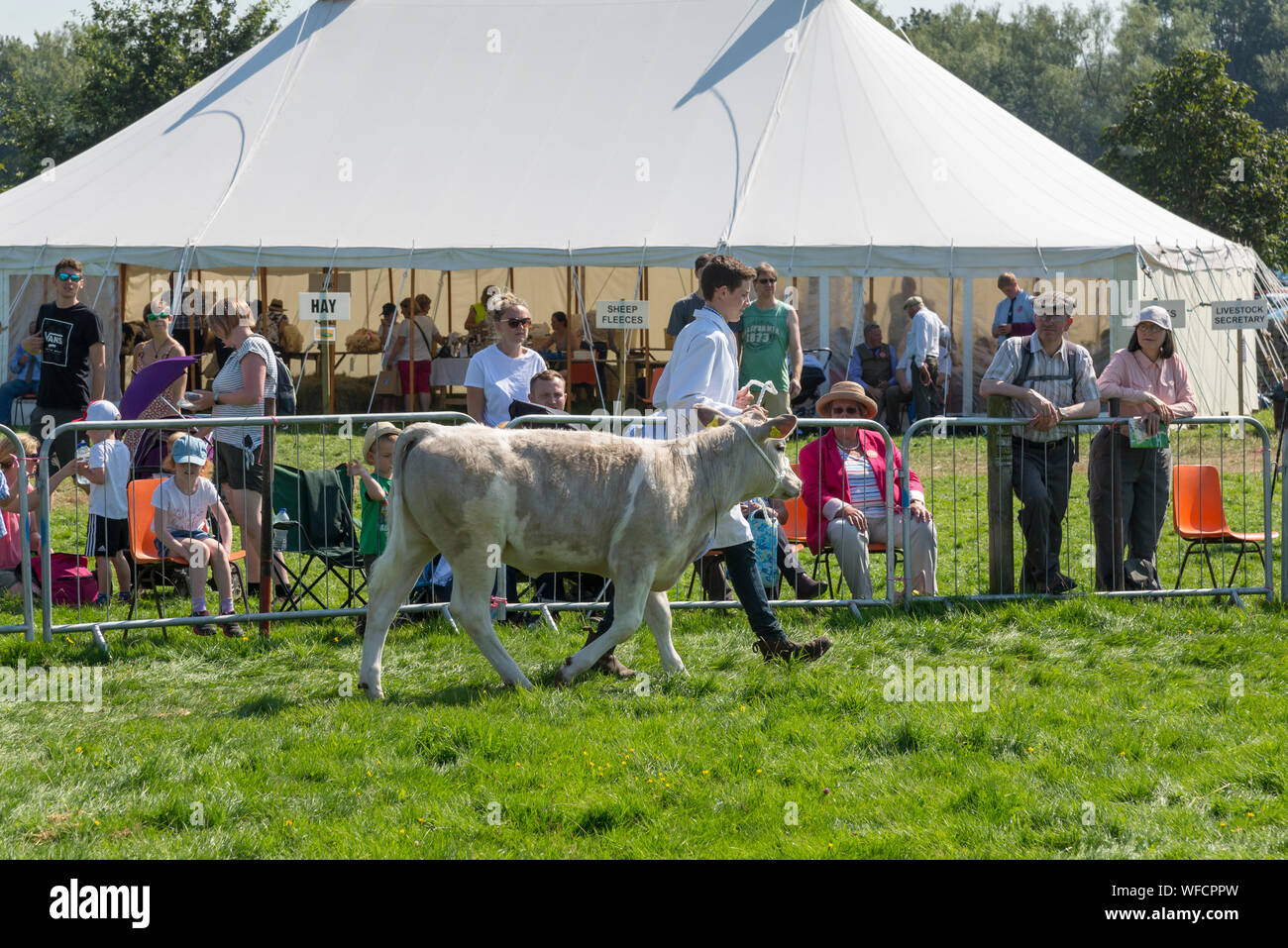 Speranza mostra su Ferragosto 2019 nel Derbyshire, Inghilterra. I giovani agricoltori che mostra i vitelli in bovini di anello. Foto Stock