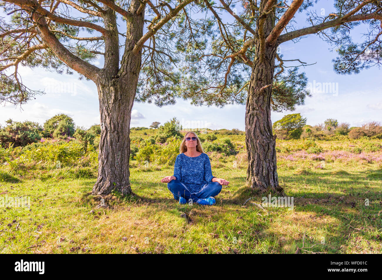 Donna seduta in una con le gambe incrociate in posizione di yoga all'aperto tra due abeti in estate nel nuovo Parco Nazionale Foreste, Hampshire, Inghilterra, Regno Unito Foto Stock
