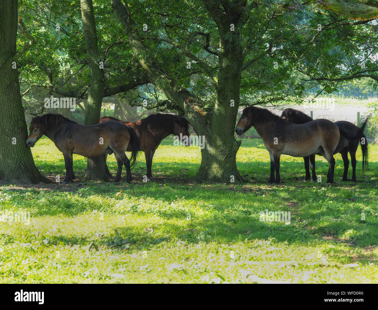 Exmoor pony riparo dal sole sotto alberi di quercia in comune Skipwith Riserva Naturale Nazionale, North Yorkshire, Inghilterra Foto Stock