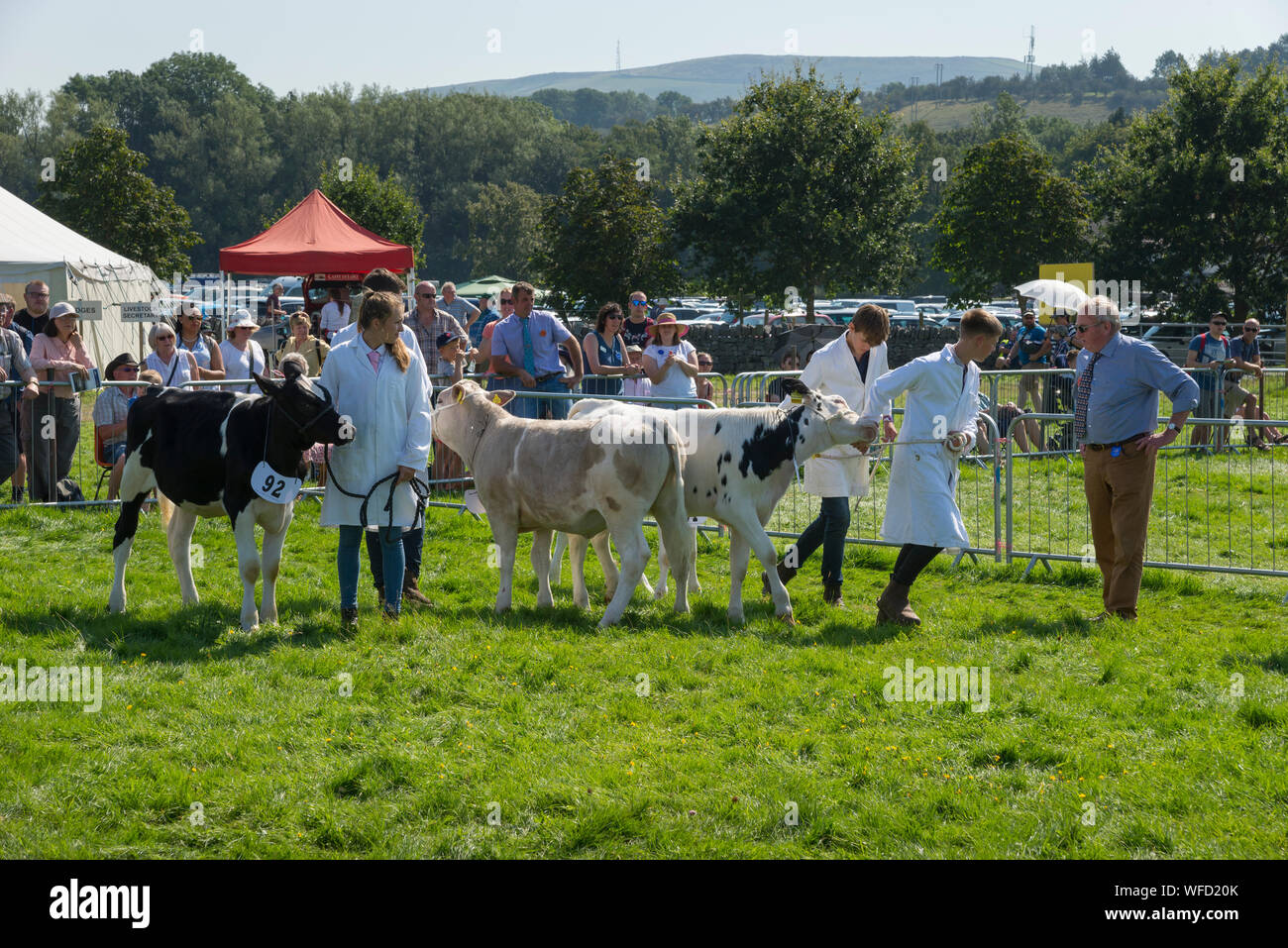 Speranza mostra su Ferragosto 2019 nel Derbyshire, Inghilterra. I giovani agricoltori che mostra i vitelli in bovini di anello. Foto Stock