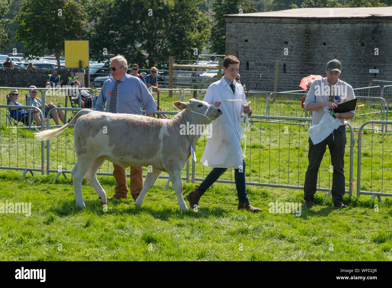 Speranza mostra su Ferragosto 2019 nel Derbyshire, Inghilterra. I giovani agricoltori che mostra i vitelli in bovini di anello. Foto Stock