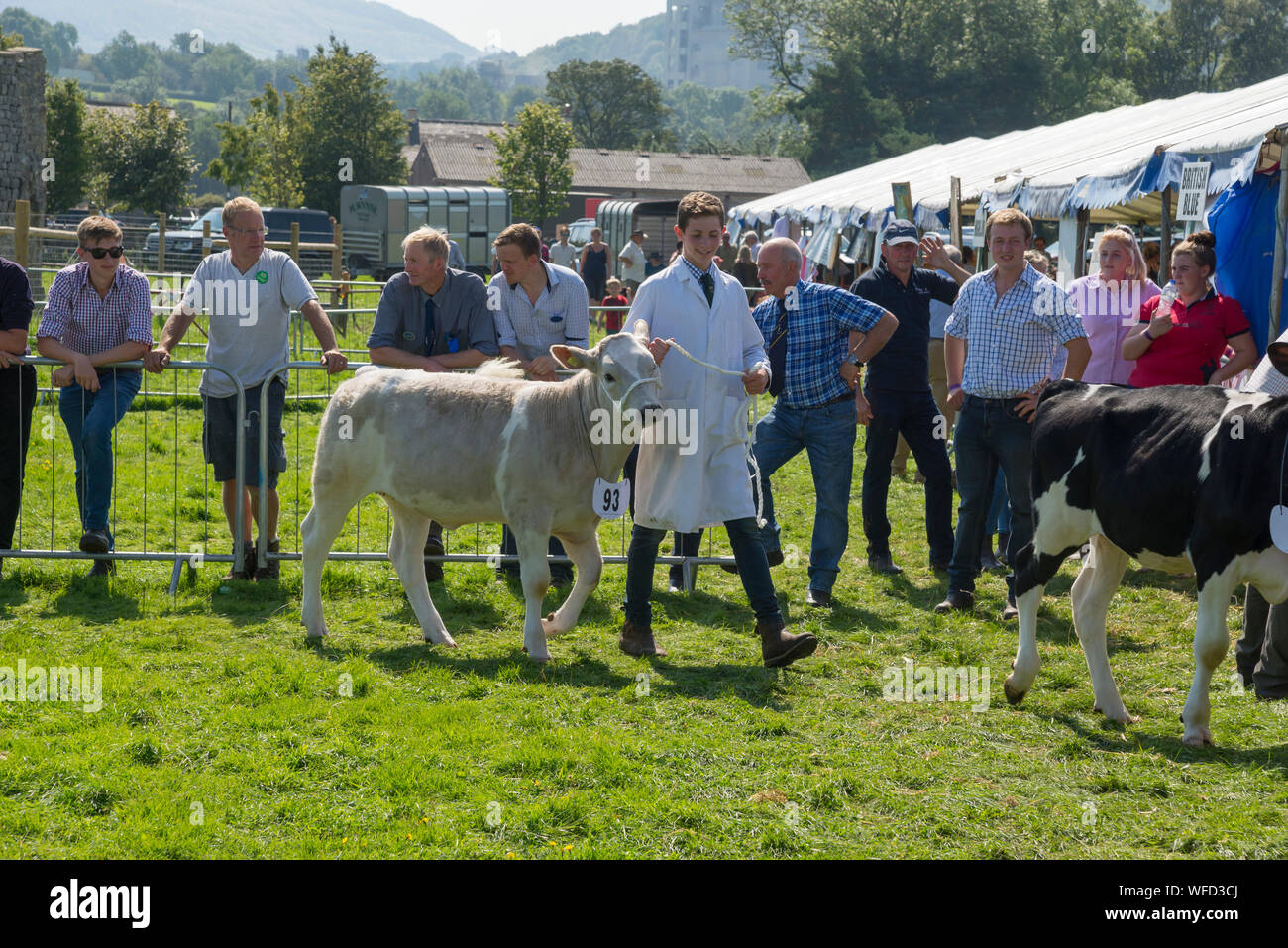 Speranza mostra su Ferragosto 2019 nel Derbyshire, Inghilterra. I giovani agricoltori che mostra i vitelli in bovini di anello. Foto Stock