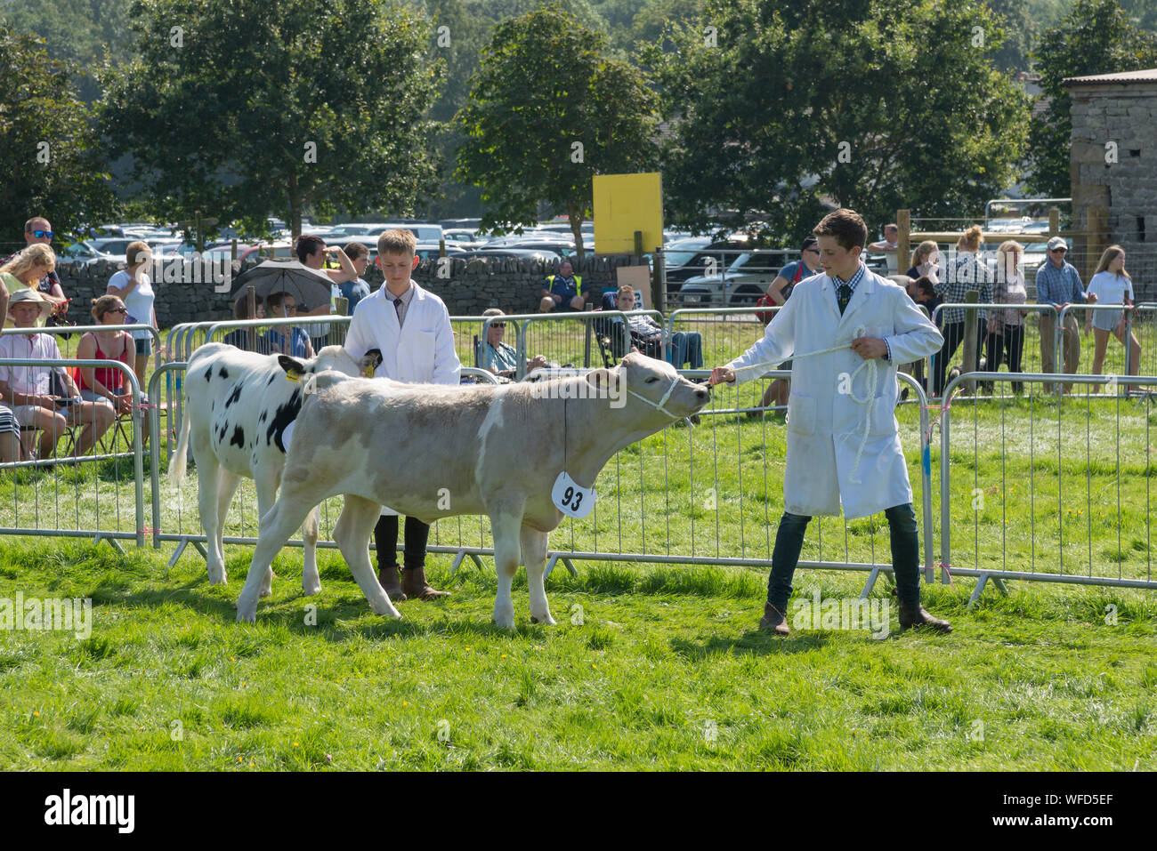 Speranza mostra su Ferragosto 2019 nel Derbyshire, Inghilterra. I giovani agricoltori che mostra i vitelli in bovini di anello. Foto Stock