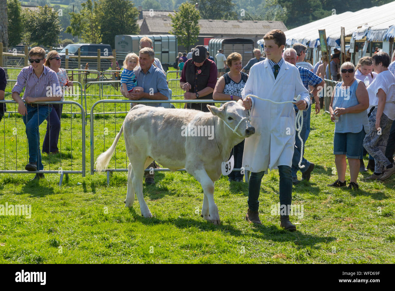 Speranza mostra su Ferragosto 2019 nel Derbyshire, Inghilterra. I giovani agricoltori che mostra i vitelli in bovini di anello. Foto Stock