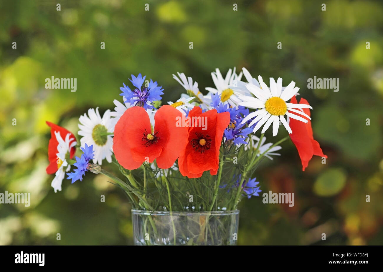 Colorate bouquet di fiori selvaggi nella parte anteriore o di un verde naturale sfondo, close-up con spazio di copia Foto Stock
