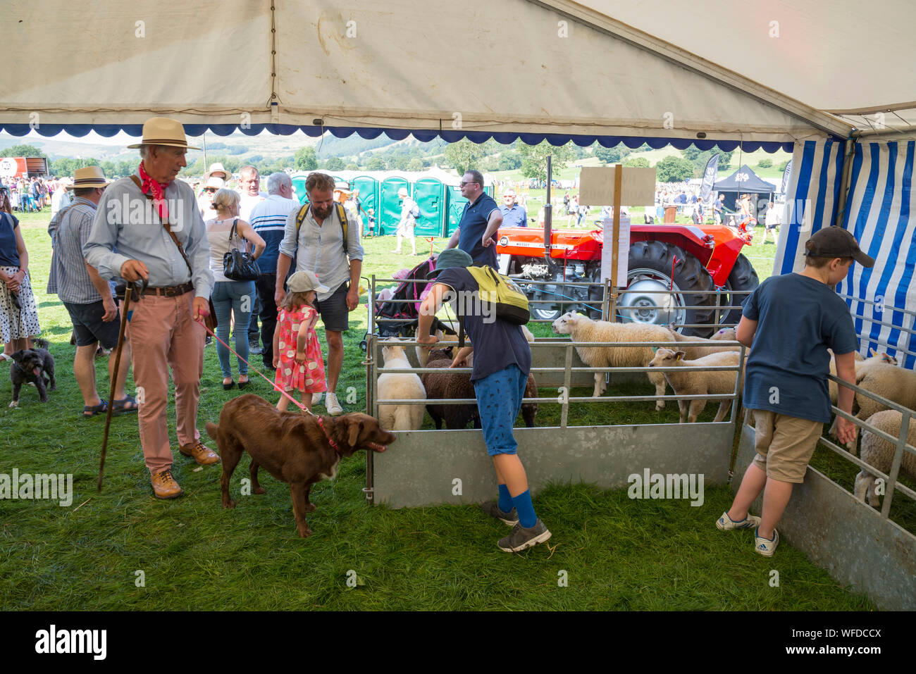 Speranza mostra su Ferragosto 2019 nel Derbyshire, Inghilterra. Pecore in giovani agricoltori tendone. Foto Stock