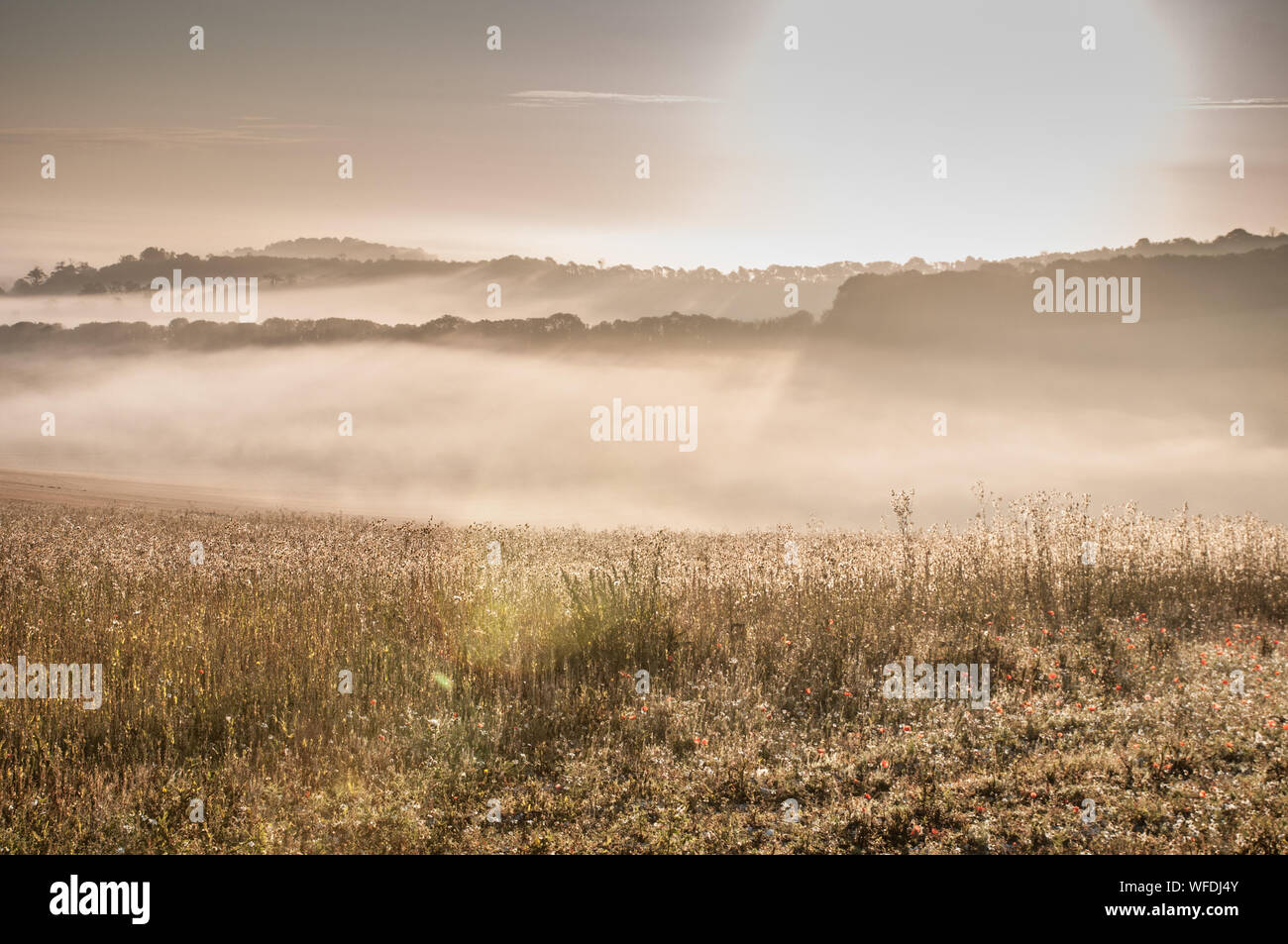 Firle, Lewes, East Sussex, Regno Unito..31st Agosto 2019.. Scena eterea Tranquilla come nebbia di mattina presto envelope la campagna. . Foto Stock