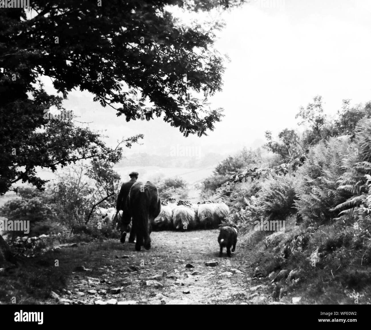 Allevatore ovino in Swaledale nel 1940s Foto Stock