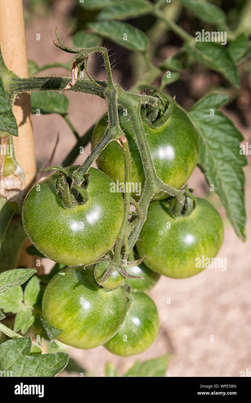 Freschi pomodori inglese dal giardino Foto Stock