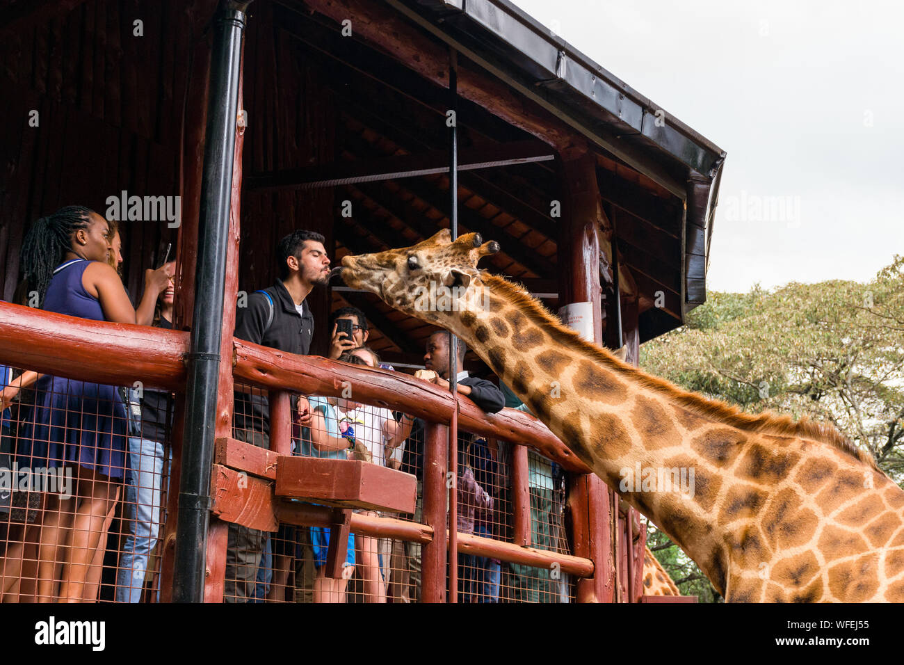 Turisti in centro a giraffa con la Rothschild giraffe essendo alimentato alla piattaforma di osservazione, Nairobi, Kenia Foto Stock