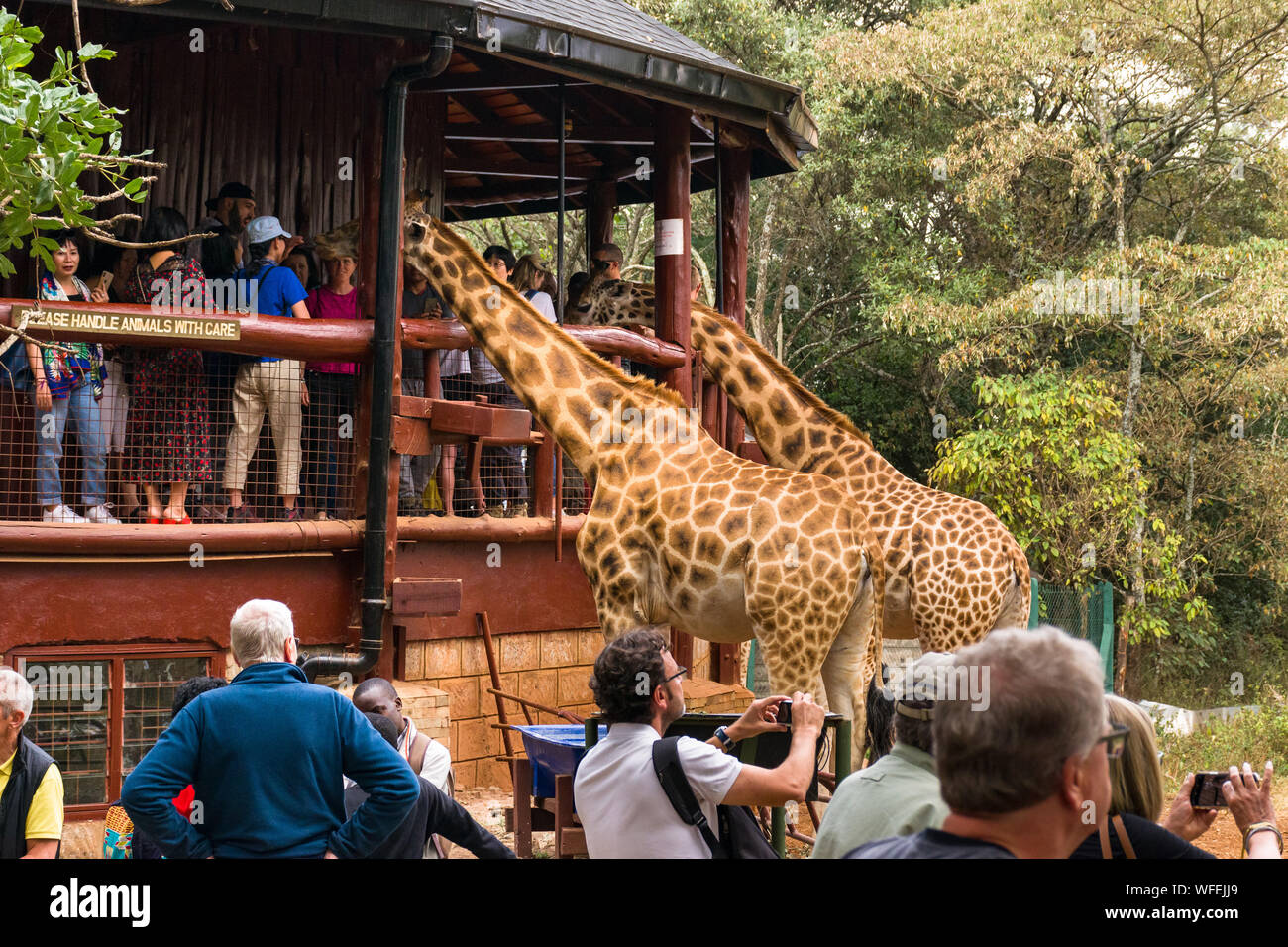 Turisti in centro a giraffa con la Rothschild giraffe essendo alimentato alla piattaforma di osservazione, Nairobi, Kenia Foto Stock
