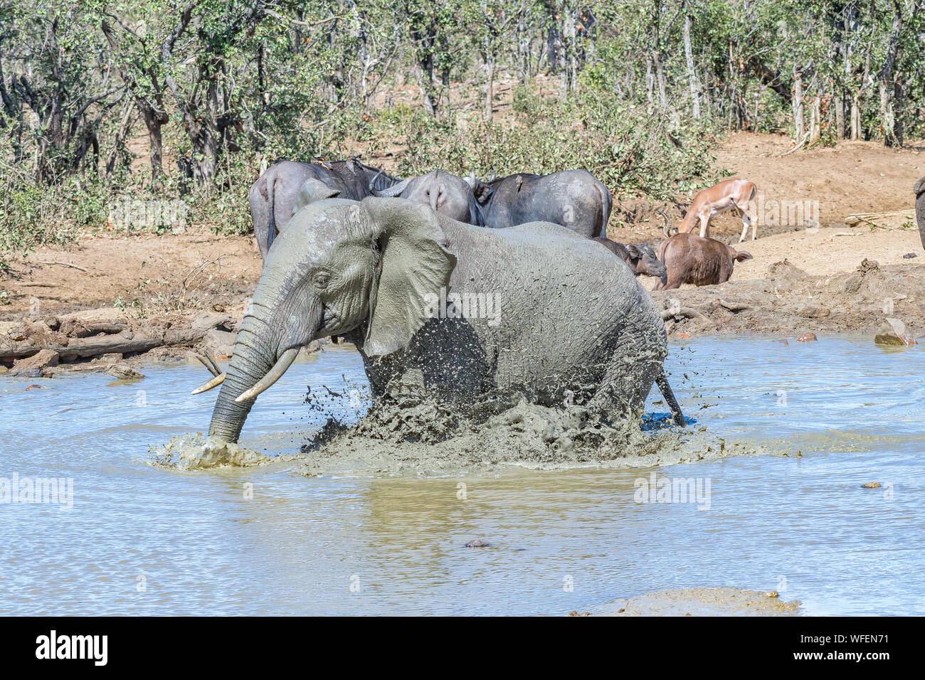 Un elefante africano, Loxodonto africana, agitazione fino fango per un bagno di fango Foto Stock